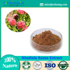 Rhodiola Rosea-Extrakt
