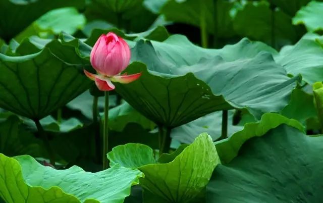 Der Nährwert von Lotusblättern