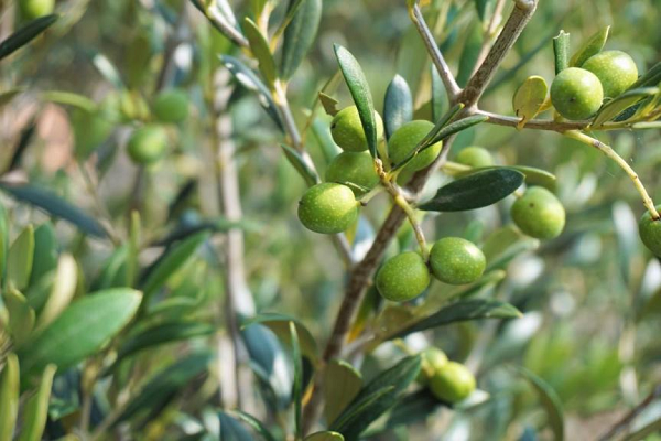 Olivenfruchtxtrakt schützt die Haut