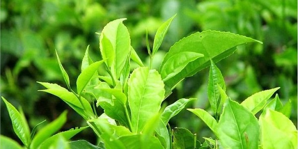Wirksamkeit des grünen Teeextrakts