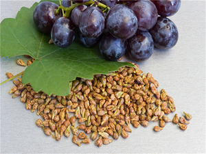 Grape seed polyphenols price - xuhuang.png