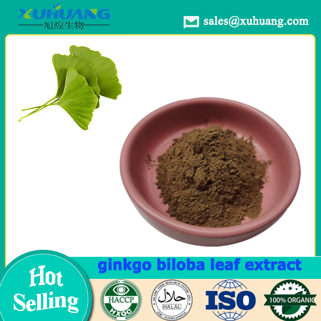 Ginkgo Biloba Blattextraktpulver 